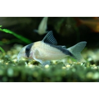 Corydoras Davidsandsi 3-4cm Corydoras Davidsandsi 3-4cm